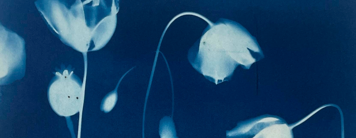 Botanical Cyanotypes | Printing with the Sun | August 22